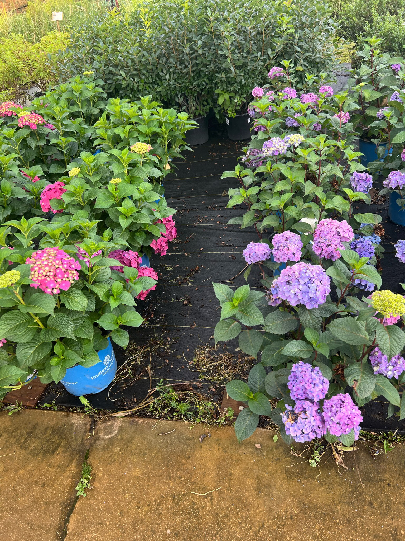 landscaping