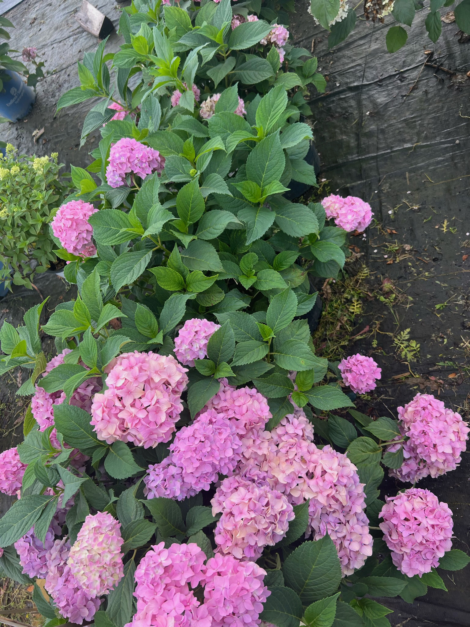 landscaping
